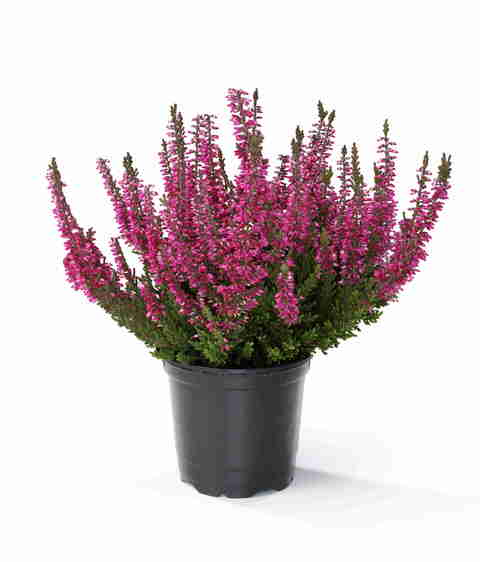 6-2006 02 Kopie_neu.jpg